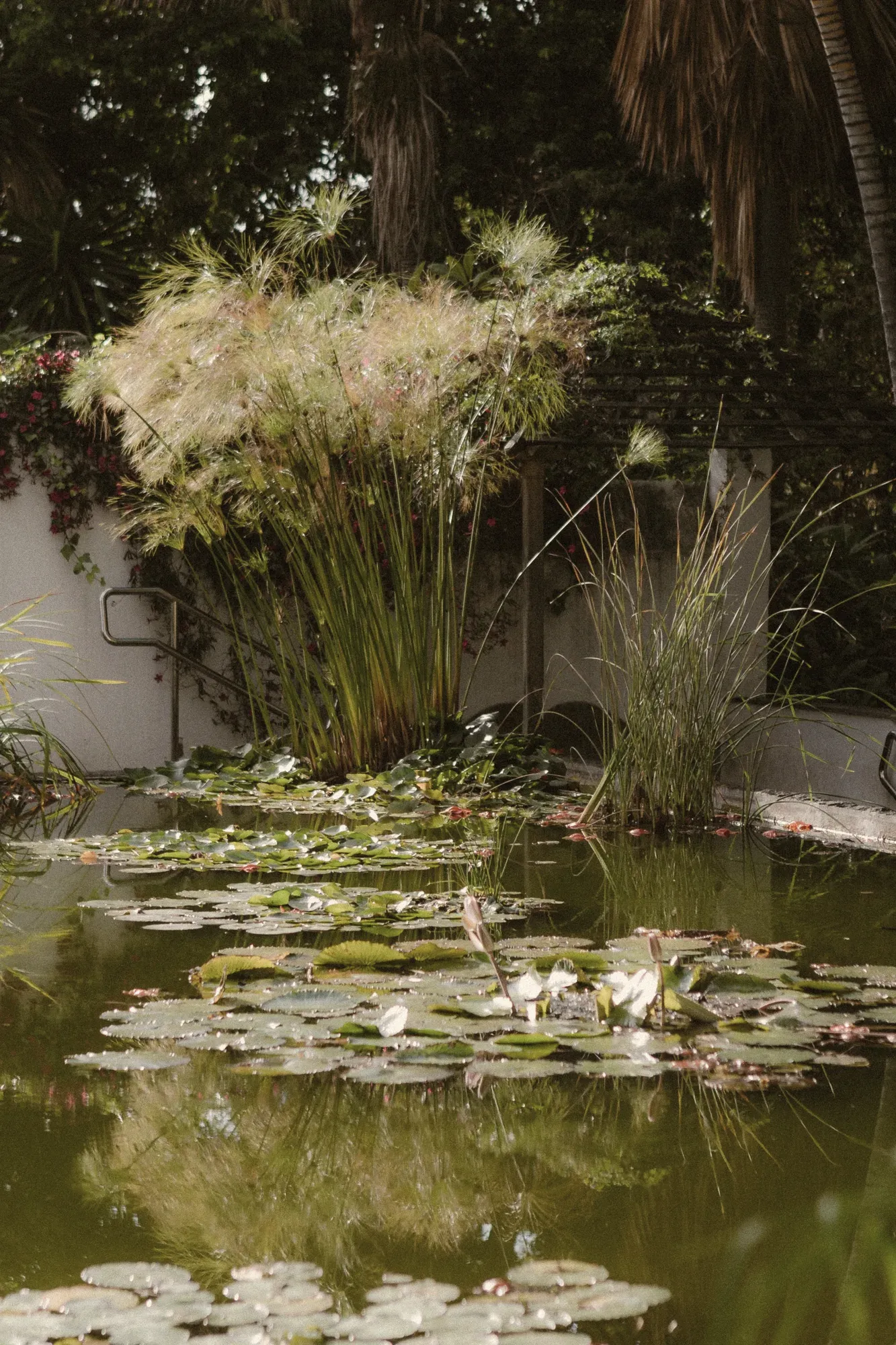 Waterlelies in een vijver met riet