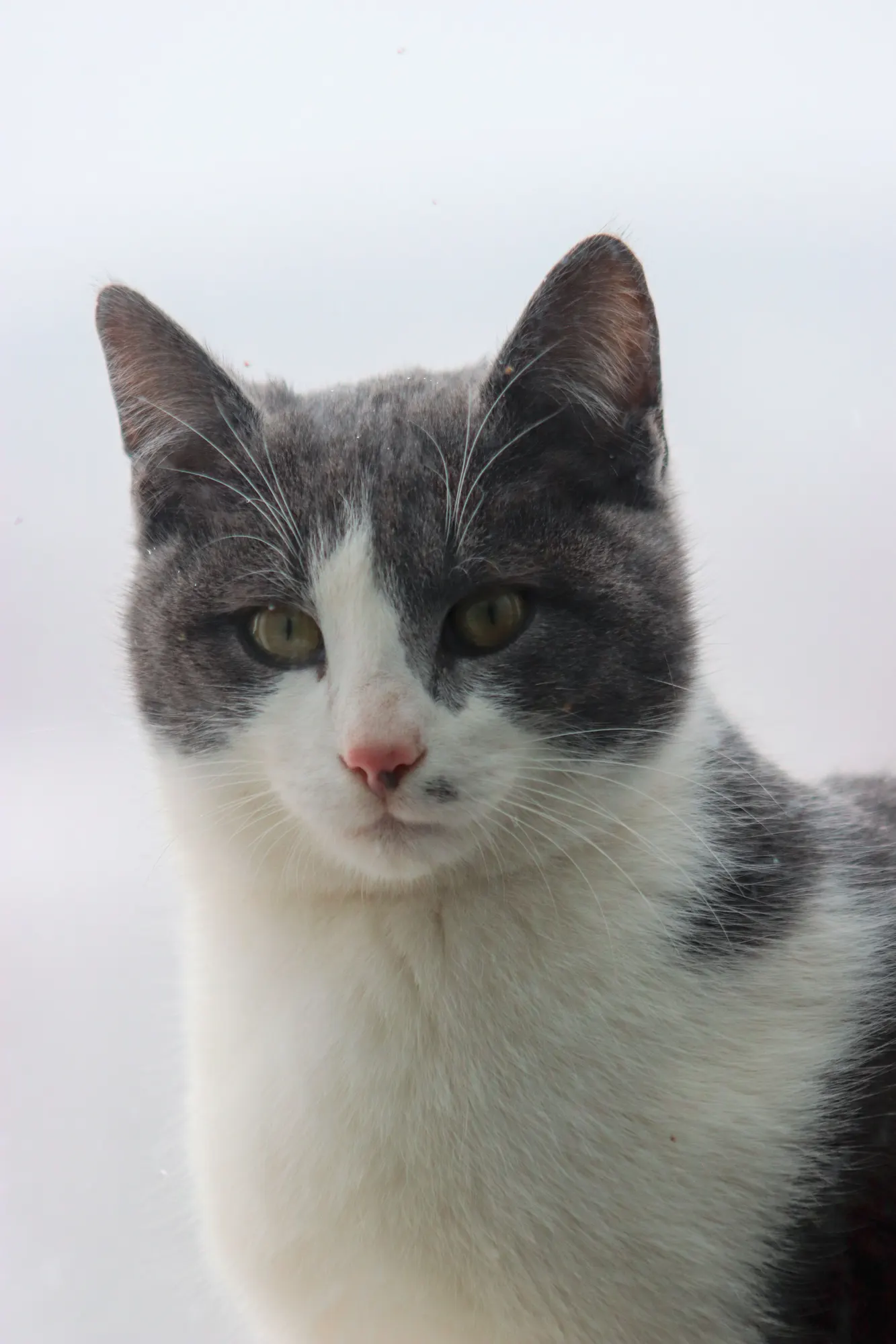 Portret van een grijs-witte kat