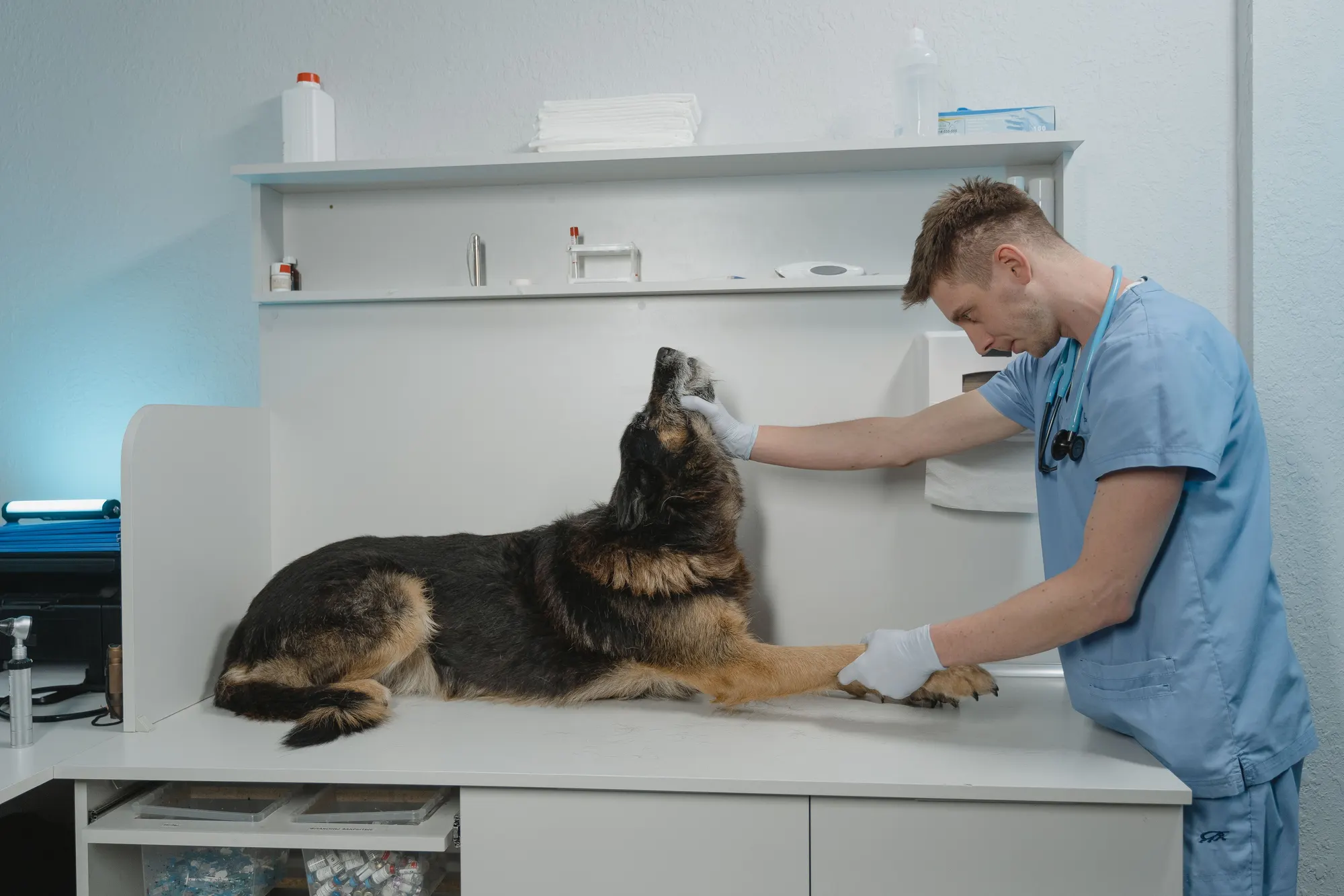 Dierenarts onderzoekt een herdershond op de behandeltafel