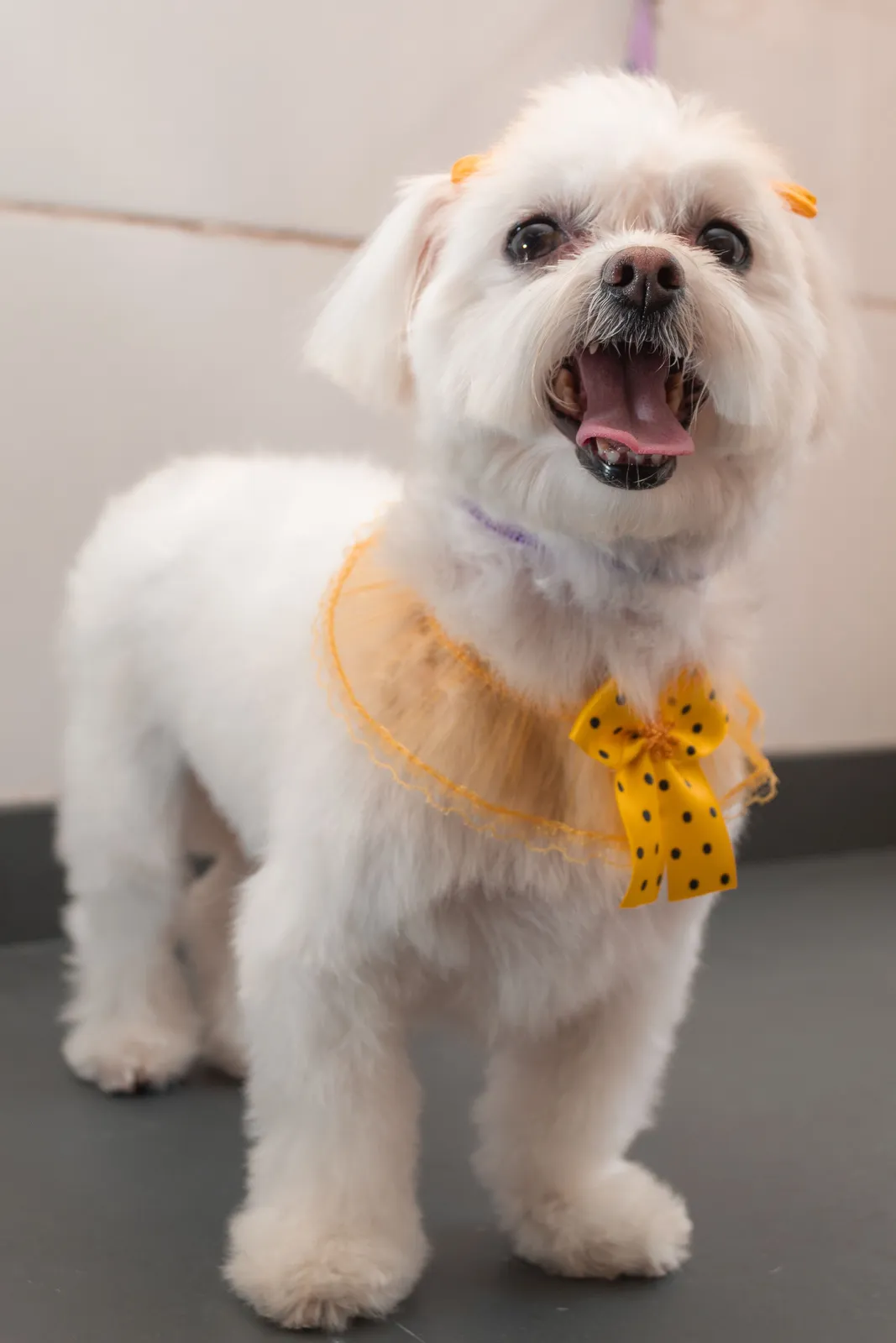 Witte bichon frisé met een strik