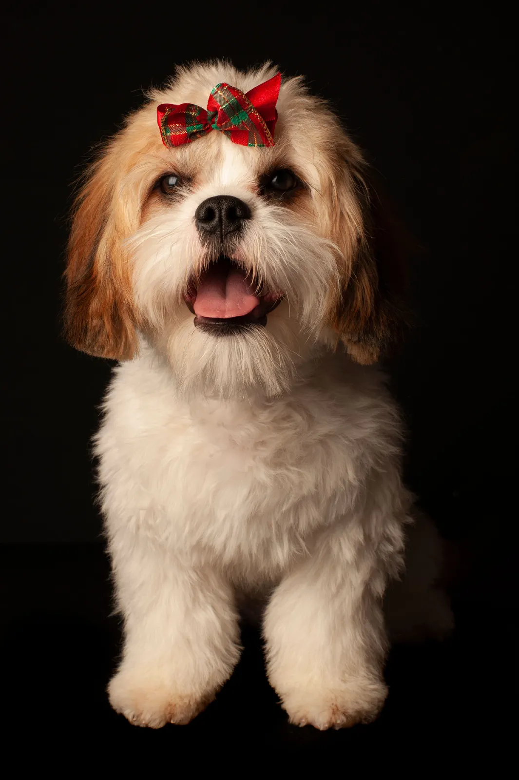 Shih tzu met een rode strik