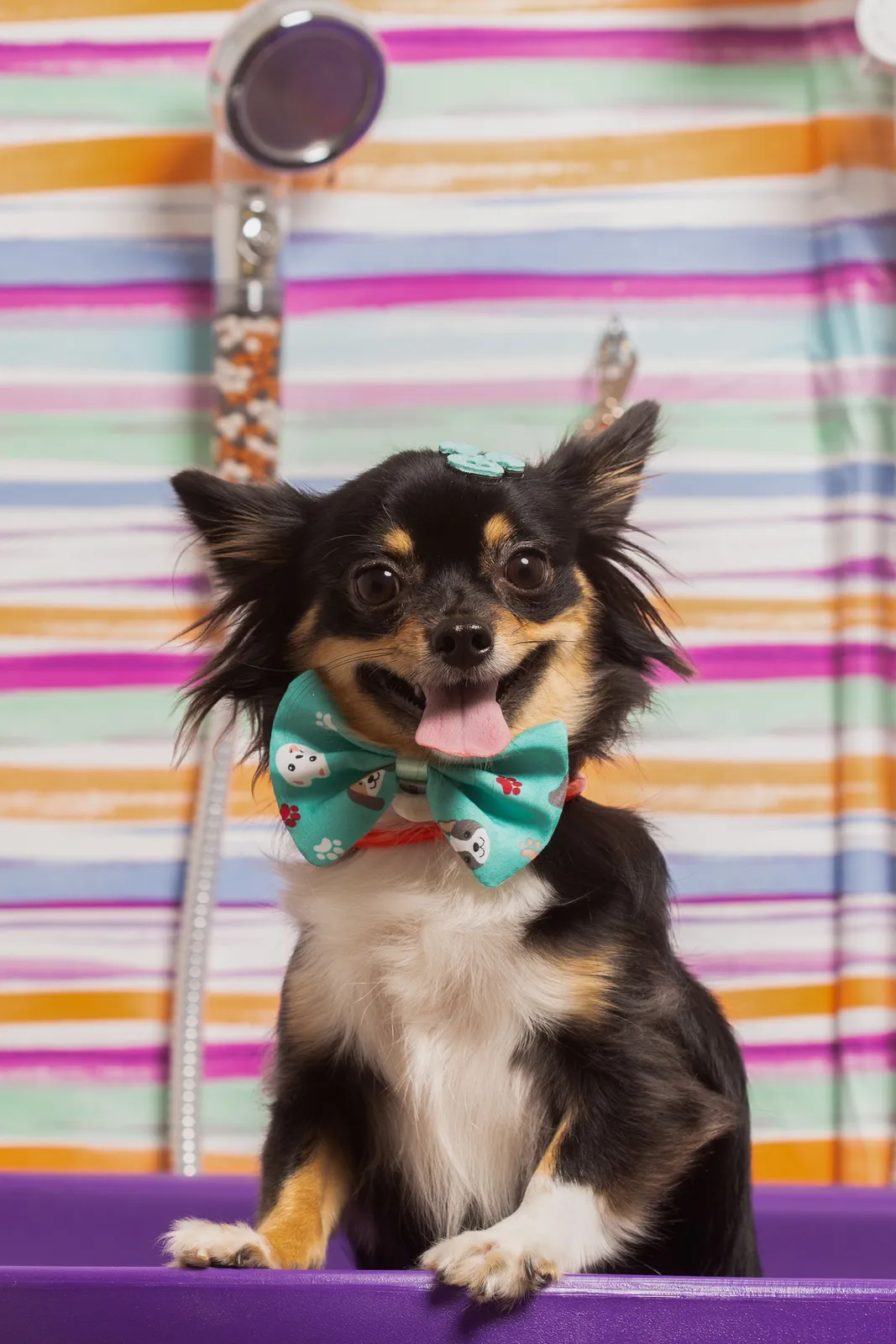 Langharige chihuahua met een vlinderdas