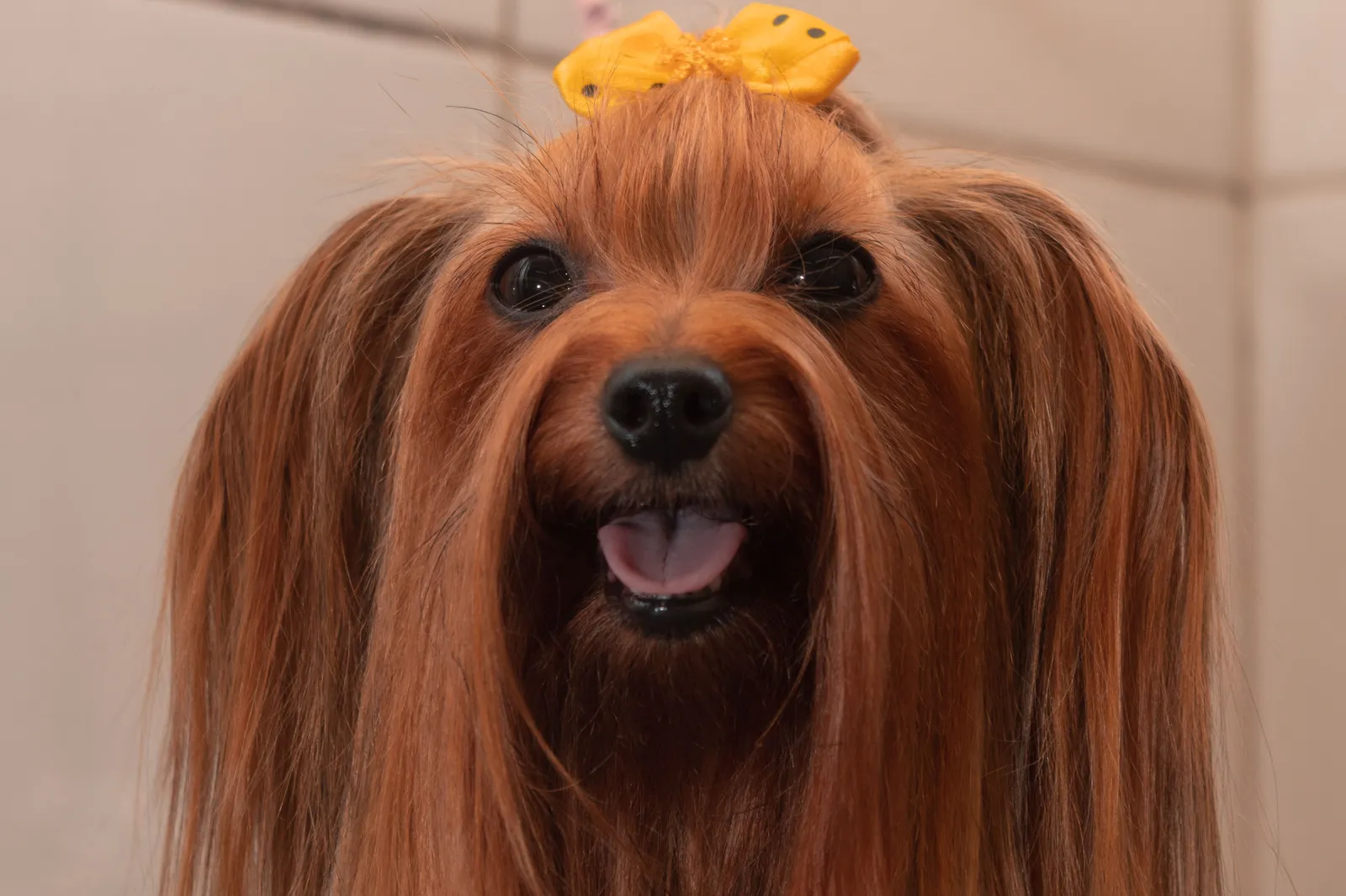 Yorkshire terriër met een gele strik